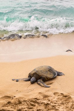 Hawaii 'deki Pasifik Okyanusu kıyısındaki Hawaii Yeşil Deniz Kaplumbağası. Seçici odak.