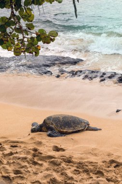 Hawaii 'deki Pasifik Okyanusu kıyısındaki Hawaii Yeşil Deniz Kaplumbağası. Seçici odak.