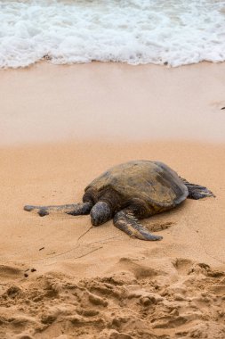 Hawaii 'deki Pasifik Okyanusu kıyısındaki Hawaii Yeşil Deniz Kaplumbağası. Seçici odak.