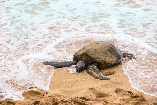 Гавайська Зелена Черепаха Тихому Океані Гавайському Пляжі Вибіркове Зосередження — стокове фото