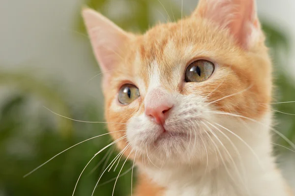 Oranje kitten acteurs — Stockfoto