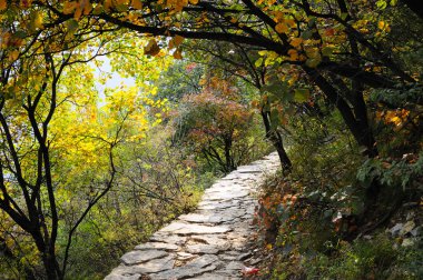 kırmızı yapraklar