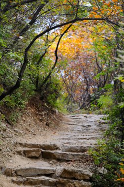 kırmızı yapraklar