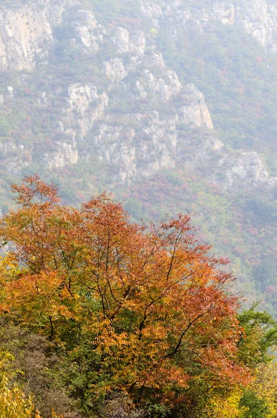 kırmızı yapraklar