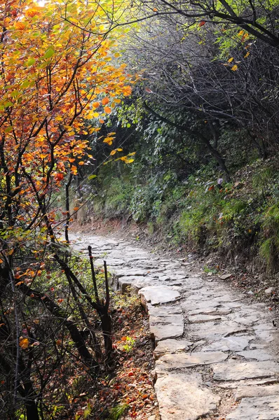 kırmızı yapraklar