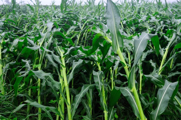 Wind-blown corn — Stock Photo, Image