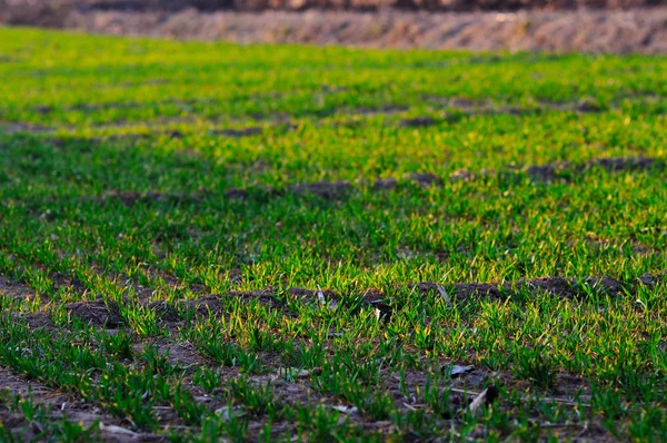 Wheat seedling — Stock Photo, Image