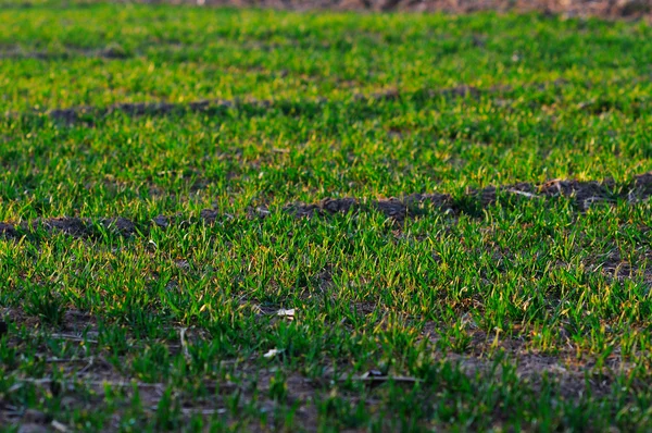 Wheat seedling — Stock Photo, Image