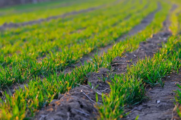 Wheat seedling — Stock Photo, Image