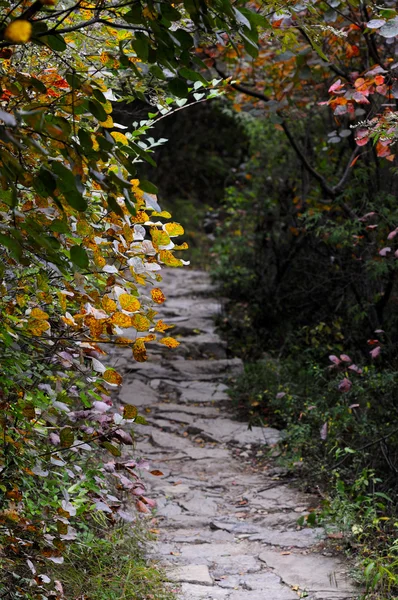 kırmızı yapraklar