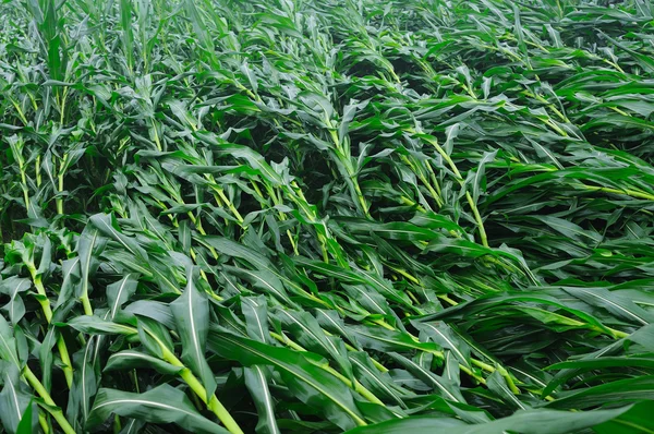 Rüzgar havaya Mısır