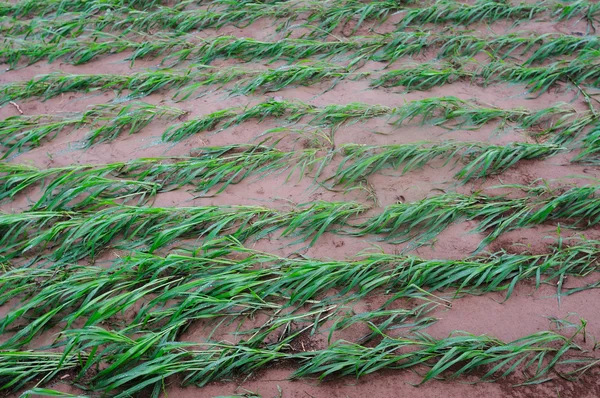 Millet seedlings — Stock Photo, Image