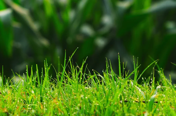 Der Tau im Gras Stockfoto