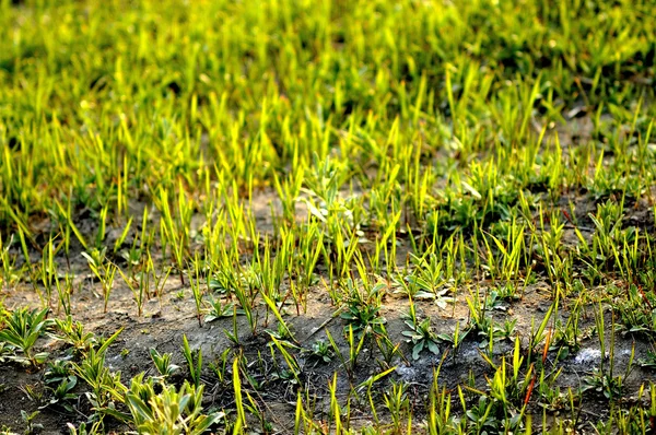 vahşi doğada yabani otlar