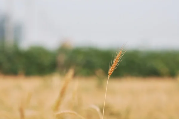 Récolte de blé — Photo