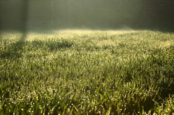 Wheat seedling — Stock Photo, Image