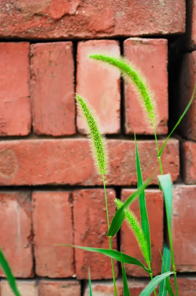 Weeds and brick — Stock Photo, Image
