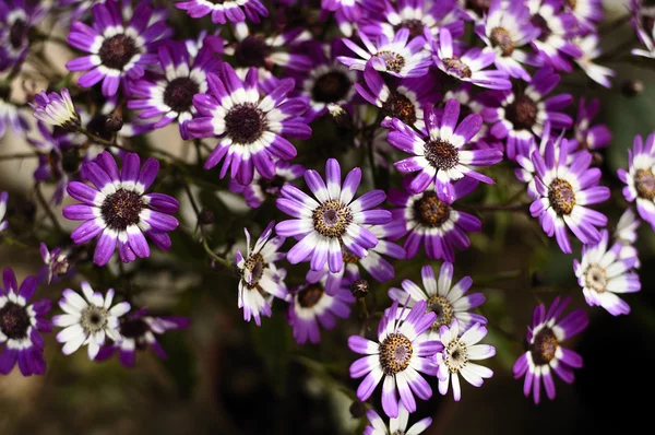 Cineraria 5