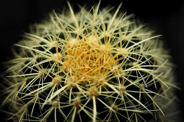 Echpi-nopsis tubiflora