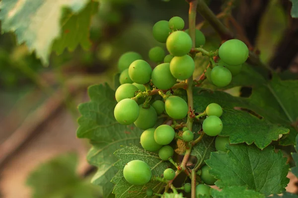 Groene druif — Stockfoto