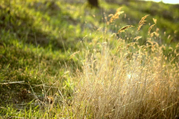 De wildernis op droog gras — Stockfoto