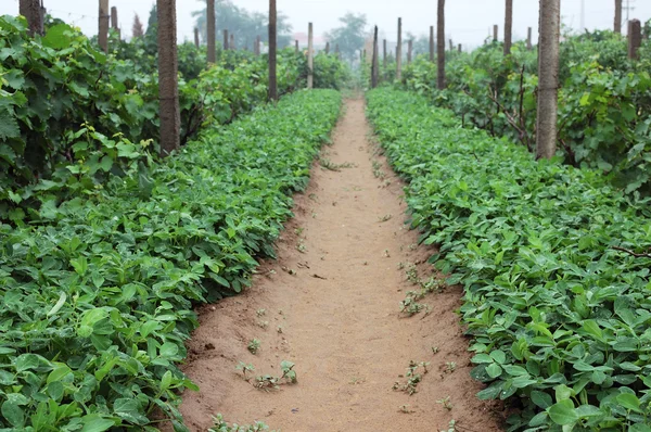 Peanut field — Stock Photo, Image