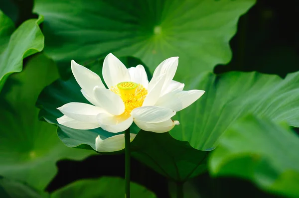 Lotus ve yaprakları