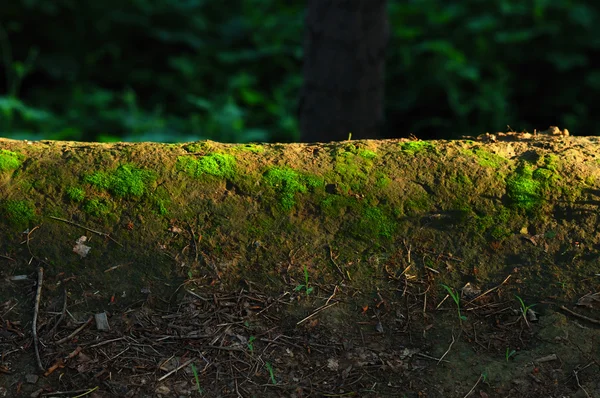 Güneş altında moss