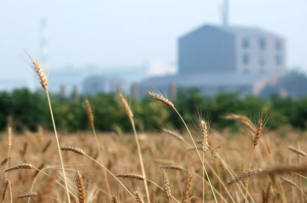 Wheat fields — Stock Photo, Image