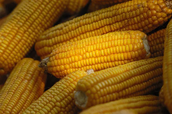 Golden corn Royalty Free Stock Images