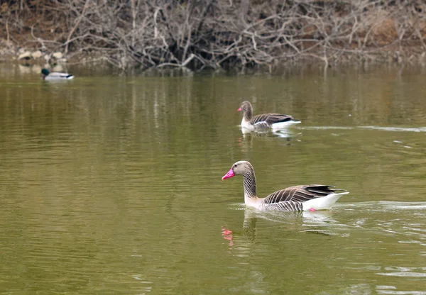 Wildenten — Stockfoto