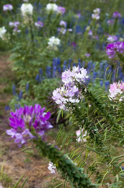 Spiderflower — Stock Photo, Image