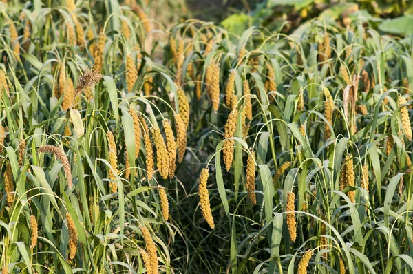 Millet — Stock Photo, Image