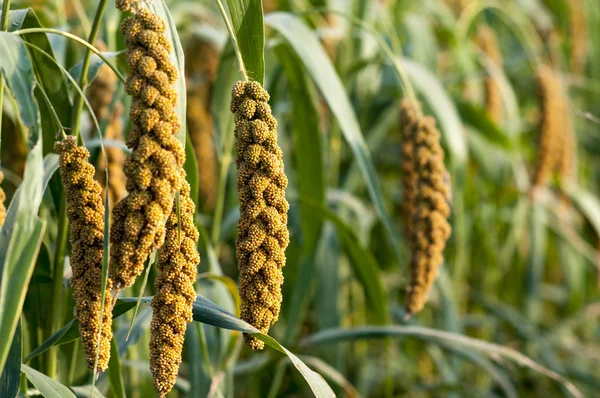 Millet Stock Photo