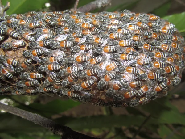 Güzel sparkaling bal arı kovanı — Stok fotoğraf