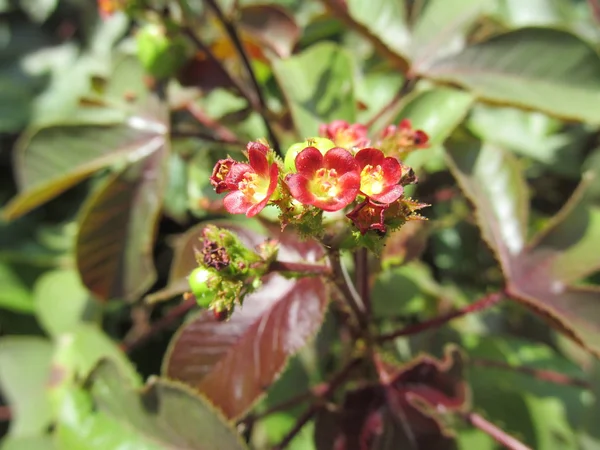 Блестящие края красивого красного цветка и листья в саду — стоковое фото