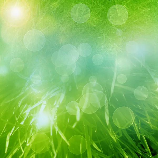 Grön och fräsch bakgrund — Stockfoto