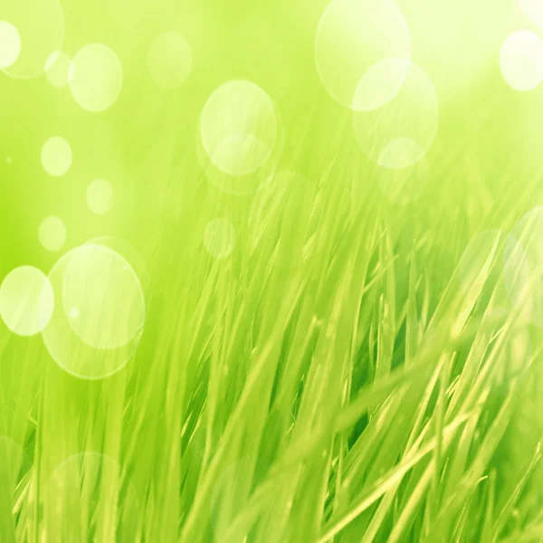 Grass background — Stock Photo, Image