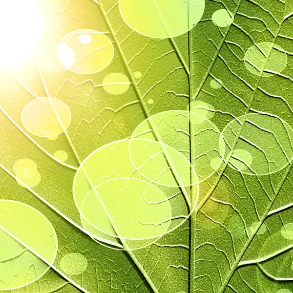 Green leaf — Stock Photo, Image