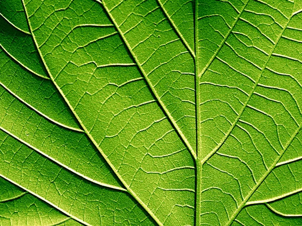 Green leaf — Stock Photo, Image