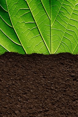 soil and leaves clipart