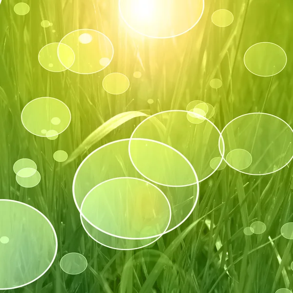 Grass background — Stock Photo, Image