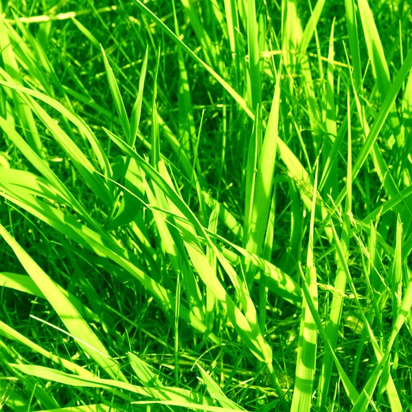 Grass background — Stock Photo, Image