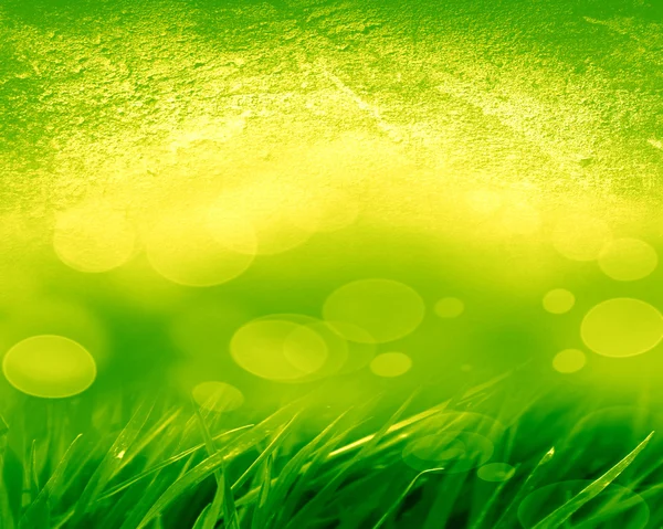 Green grass background — Stock Photo, Image