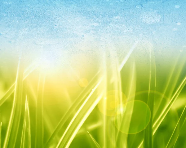 Green grass background — Stock Photo, Image