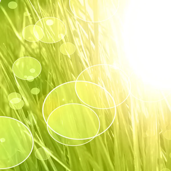 Grass background — Stock Photo, Image