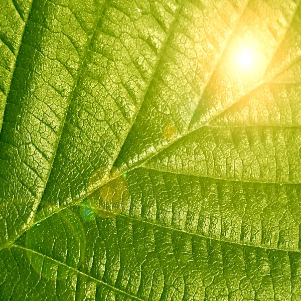 Folha verde — Fotografia de Stock