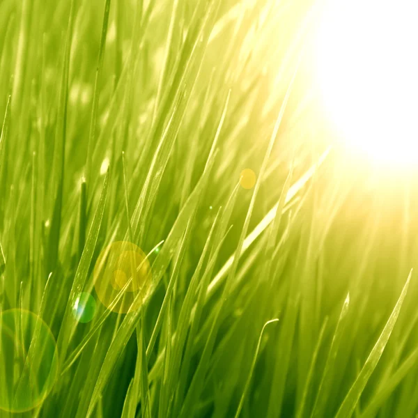 Grass background — Stock Photo, Image