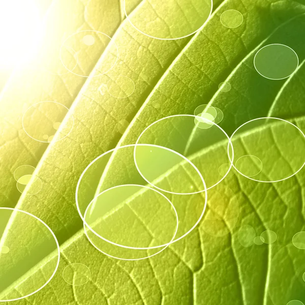 Green leaf — Stock Photo, Image