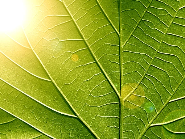 Foglia verde — Foto Stock